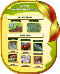 Купить Стенд  Царства живой природы для кабинета биологии 650*800мм в России от 2579.00 ₽