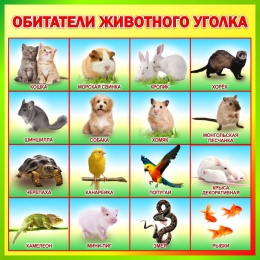 Купить Стенд Обитатели животного уголка 570*570 мм в России от 1560.00 ₽
