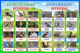 Купить Стенд Перелетные и зимующие птицы 600*400 мм в России от 1164.00 ₽