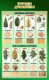 Купить Стенд Породы древесины 500*800 мм в России от 1972.00 ₽