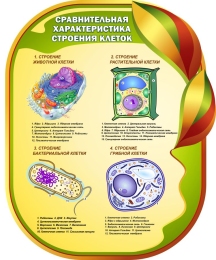Купить Стенд Сравнительная характеристика строения клеток для кабинета биологии 650*800мм в России от 2642.00 ₽