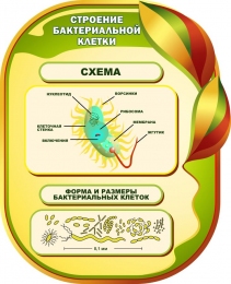 Купить Стенд Строение бактериальной клетки для кабинета биологии 650*800мм в России от 2579.00 ₽