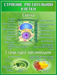 Купить Стенд Строение растительной клетки 800*1050 мм в России от 4141.00 ₽