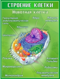 Купить Стенд Строение животной клетки для кабинета биологии 800*1050 мм в России от 4141.00 ₽