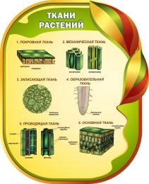 Купить Стенд Ткани растенийи для кабинета биологии 650*800мм в России от 2642.00 ₽