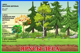 Купить Стенд Ярусы леса 600*400 мм в России от 1176.00 ₽
