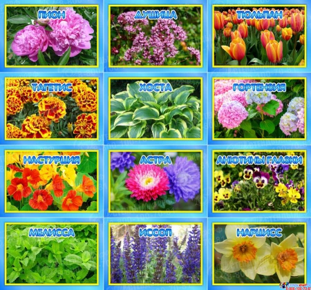 Комплект табличек для экологической тропы цветы 12 шт 200*140мм
