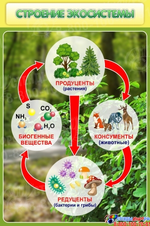 Стенд Строение экосистемы 600*900 мм