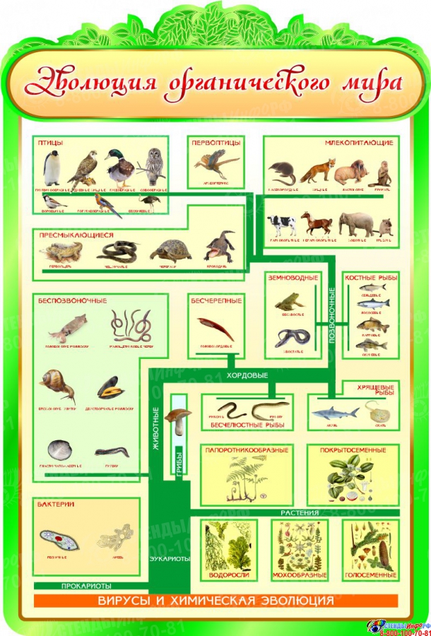 Схема развития органического мира